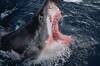 Cientficos encuentran uno de los tiburones blancos ms grandes del Atlntico: es un monstruo de 750 kilos