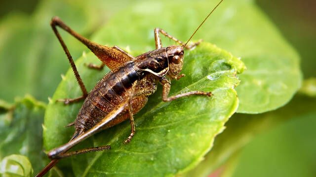 Los grillos cantan ms en verano por una razn y te pueden servir para calcular la temperatura ambiente